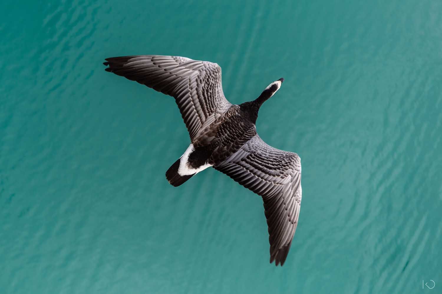 Volez-avec-les-oiseaux-lac-Annecy